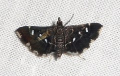 Diathrausta reconditalis