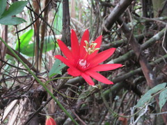 Passiflora quadriglandulosa