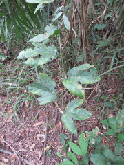 Passiflora quadriglandulosa