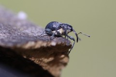 Archarius salicivorus