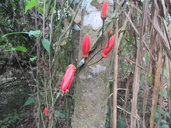 Passiflora quadriglandulosa