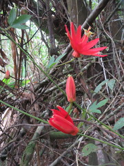 Passiflora quadriglandulosa
