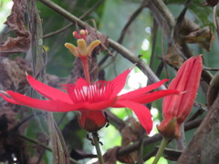 Passiflora quadriglandulosa
