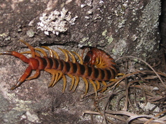 Scolopendra viridicornis