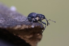 Archarius salicivorus