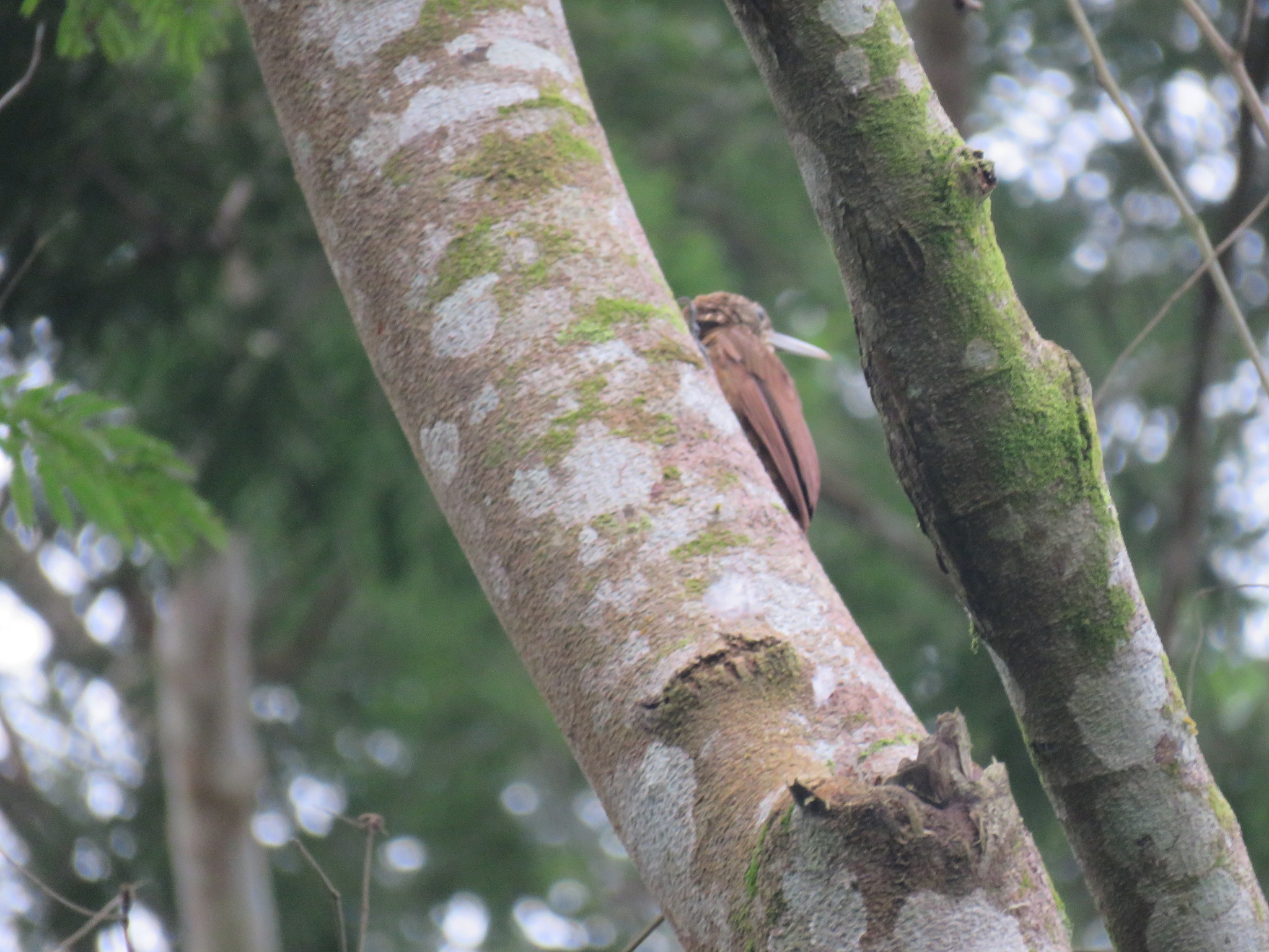 Ocellated Woodcreeper (Xiphorhynchus ocellatus), photo 2