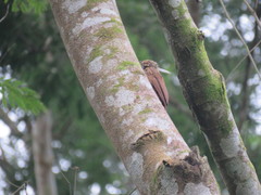 Xiphorhynchus ocellatus chunchotambo