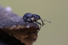 Archarius salicivorus