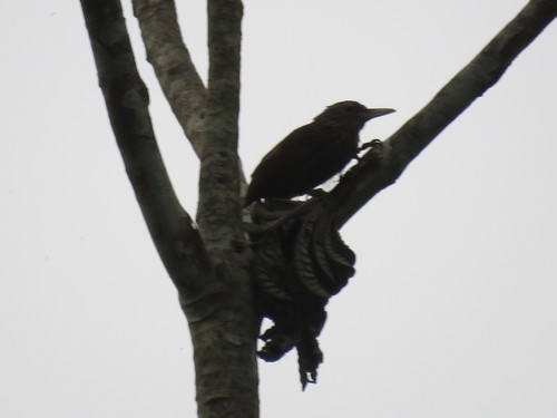 Ocellated Woodcreeper (Xiphorhynchus ocellatus), photo 3