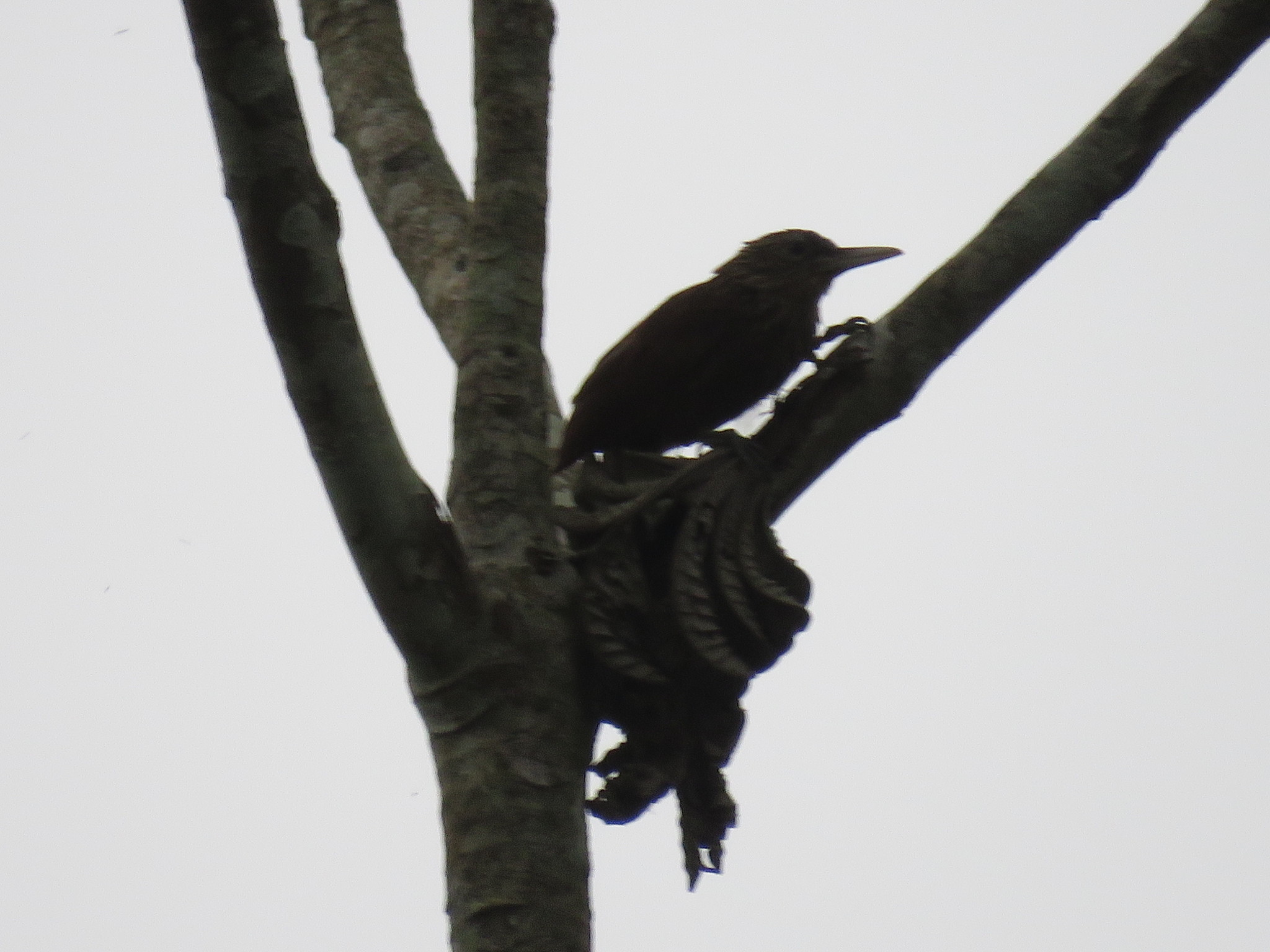 Ocellated Woodcreeper (Xiphorhynchus ocellatus), photo 3