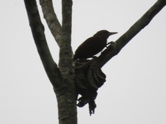 Xiphorhynchus ocellatus chunchotambo