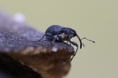 Archarius salicivorus