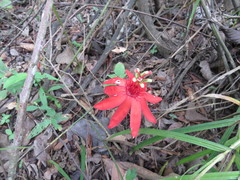 Passiflora quadriglandulosa