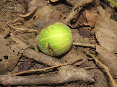 Passiflora quadriglandulosa