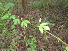 Passiflora quadriglandulosa