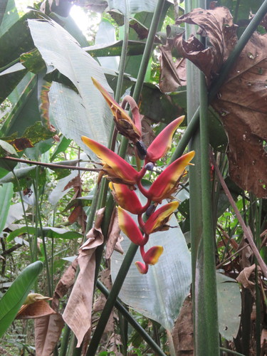 Heliconia marginata (Heliconia marginata)
