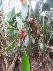 Heliconia marginata