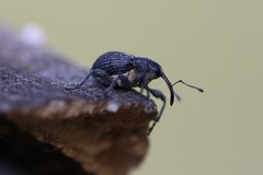 Archarius salicivorus