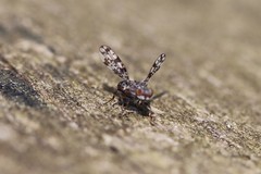 Pseudotephritis corticalis