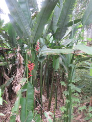 Heliconia marginata