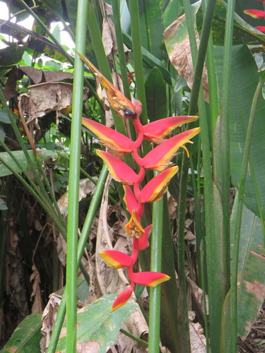 Heliconia marginata (Heliconia marginata)