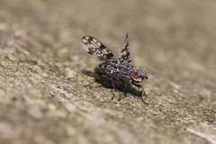 Pseudotephritis corticalis