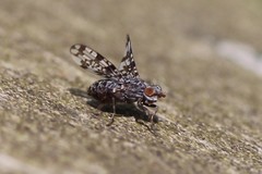 Pseudotephritis corticalis