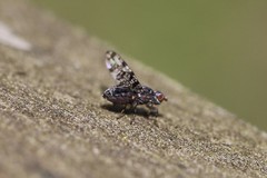 Pseudotephritis corticalis