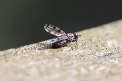 Pseudotephritis corticalis