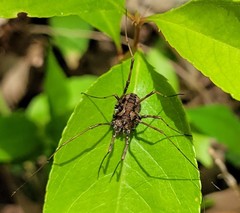 Hadrobunus maculosus