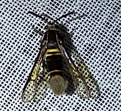 Aegerina