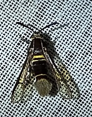 Aegerina