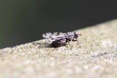 Pseudotephritis corticalis