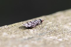 Pseudotephritis corticalis