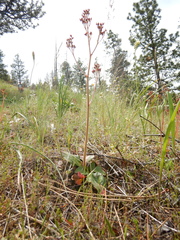 Micranthes marshallii