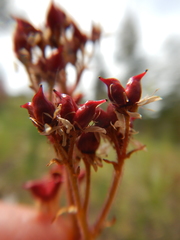 Micranthes marshallii