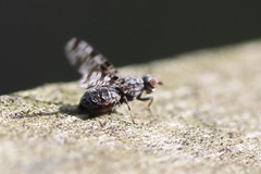 Pseudotephritis corticalis