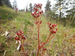 Micranthes marshallii