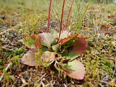 Micranthes marshallii