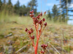 Micranthes marshallii