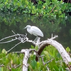 Egretta caerulea
