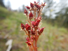 Micranthes marshallii