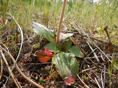 Micranthes marshallii