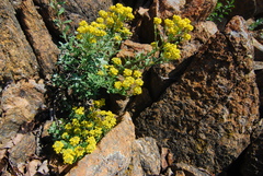 Odontarrhena argentea