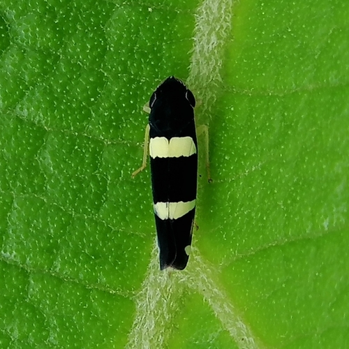 Microgoniella pudica