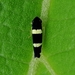 Microgoniella pudica - Photo (c) Kozue Kawakami, μερικά δικαιώματα διατηρούνται (CC BY), uploaded by Kozue Kawakami