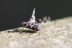 Pseudotephritis corticalis