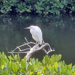 Egretta caerulea