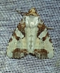 Condica hippia