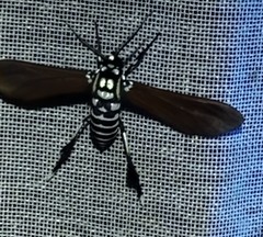 Horama plumipes